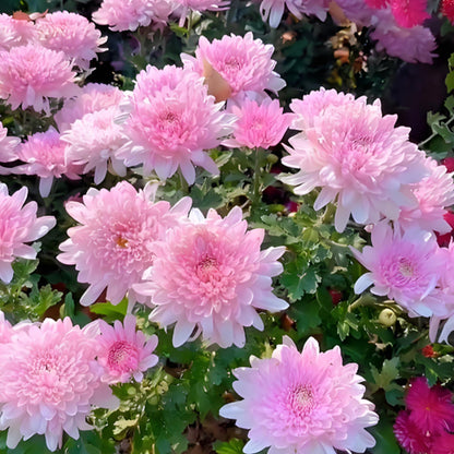 CANDY CHRYSANTHEMUM SEEDS