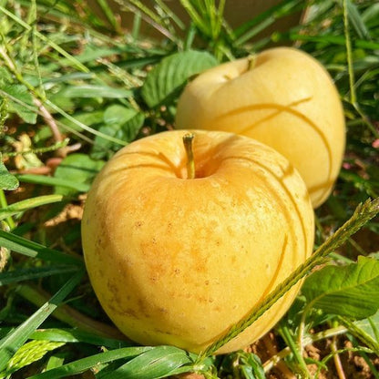 Golden Apple Seeds
