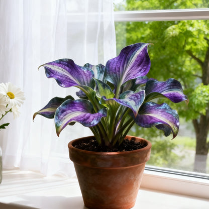 🌼 Mixed Hostas seeds : A Splash of Color for Every Season