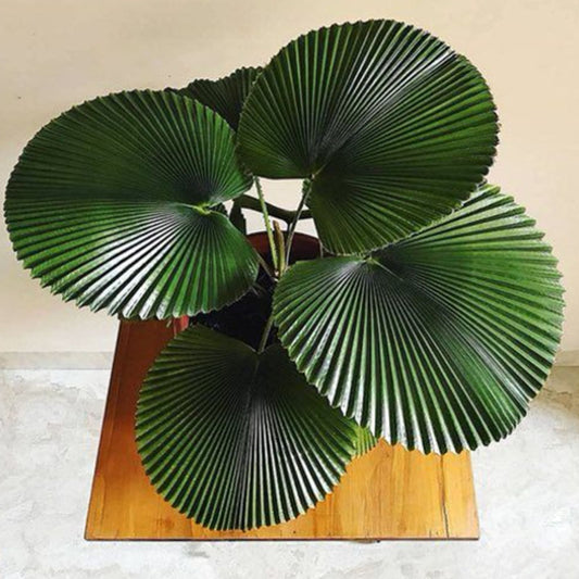 LICUALA CORDATA SEEDS