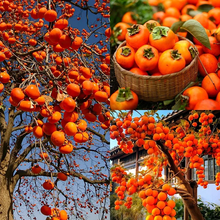🍊 Fire Crystal Persimmon: The Honey-Sweet, Juicy Fruit That High-Yielding!