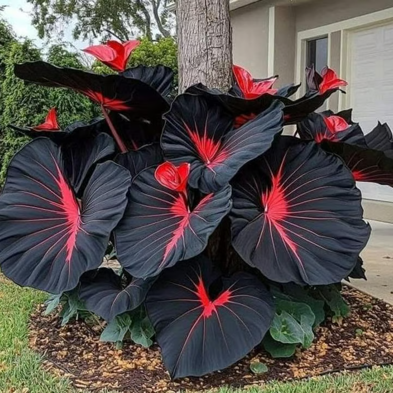 🔥Black Red