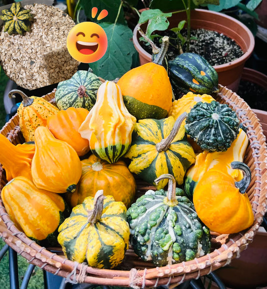 🎃 Mexican Gourd Pumpkin Seeds – Nature’s One-of-a-Kind Art!