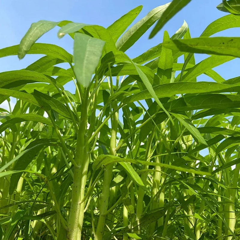 WILLOW-LEAF WATER SPINACH SEEDS