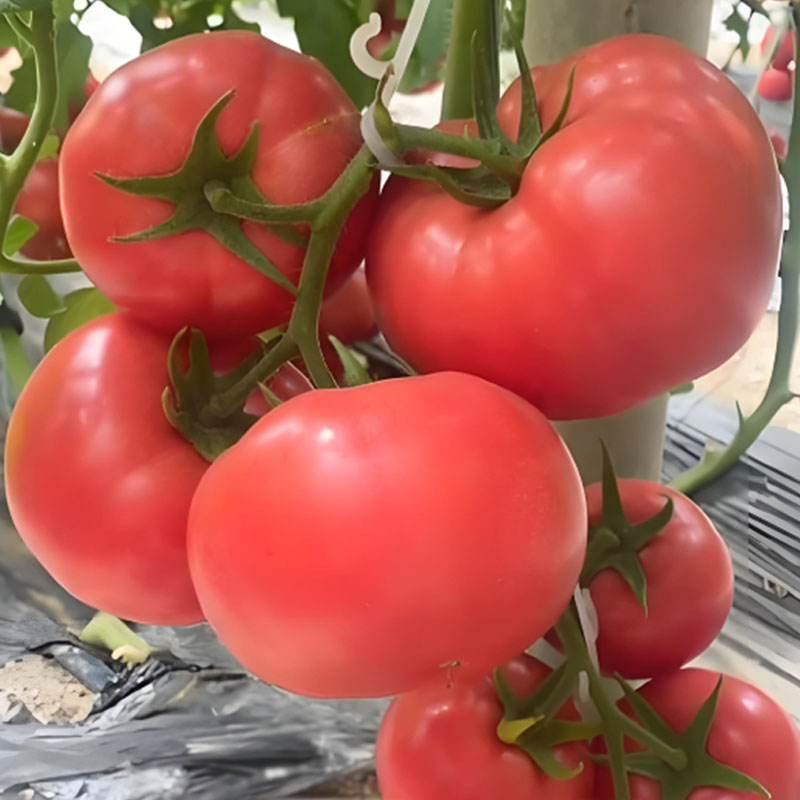 HEIRLOOM SANDY-FLESH TOMATO SEEDS🍅