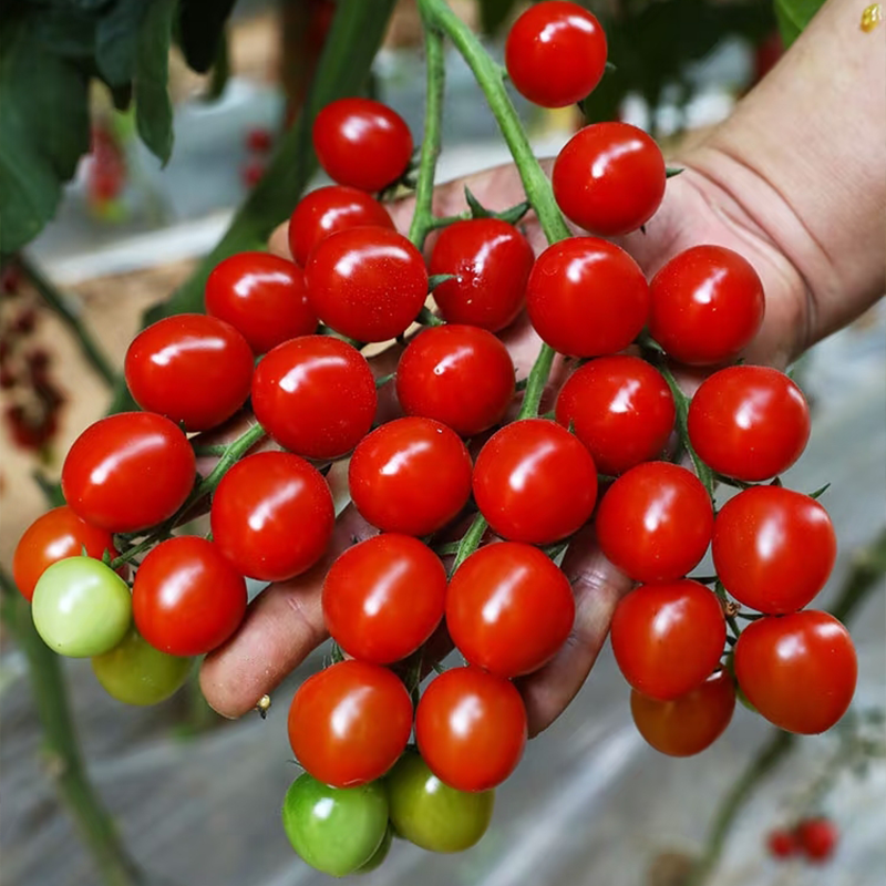 Small tomatoes with big personalities 🌈 Black • Gold • Blush varieties