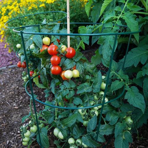 Tempting Tomatoes - Goodhearted