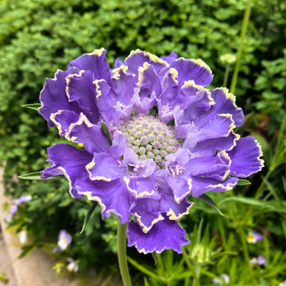Scabiosa Comosa Seeds