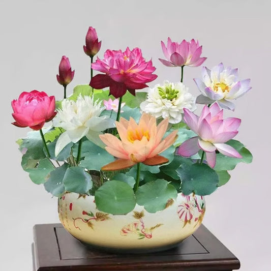 💐The Sacred Bonsai Bowl Lotus Flower