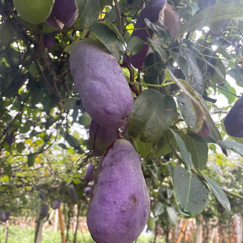 AKEBIA QUINATA SEEDS