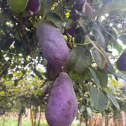 AKEBIA QUINATA SEEDS