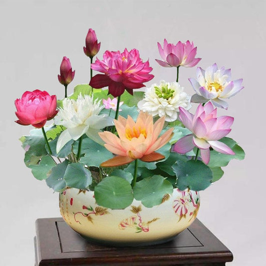 💐THE SACRED BONSAI BOWL LOTUS FLOWER SEEDS
