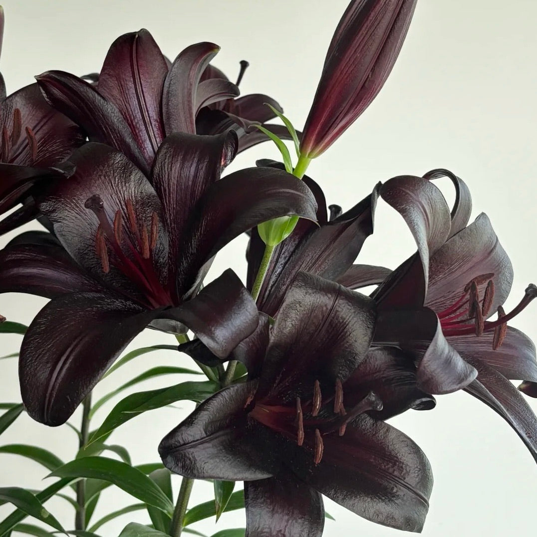 🌸Rare Lilies seeds