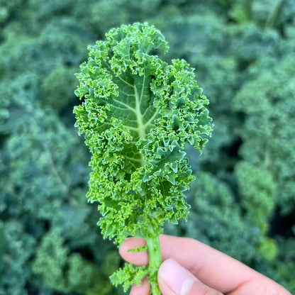 KALE SEEDS