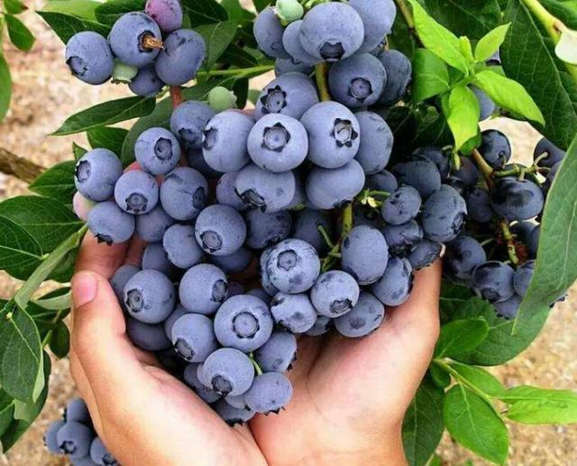 Sweet High BUSH Northern BLUEBERRY Heirloom NON-GMO USA SELLER!
