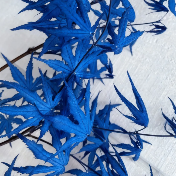 Sapphire Maple Tree Seeds – Grow Your Stunning Blue Foliage This Season!