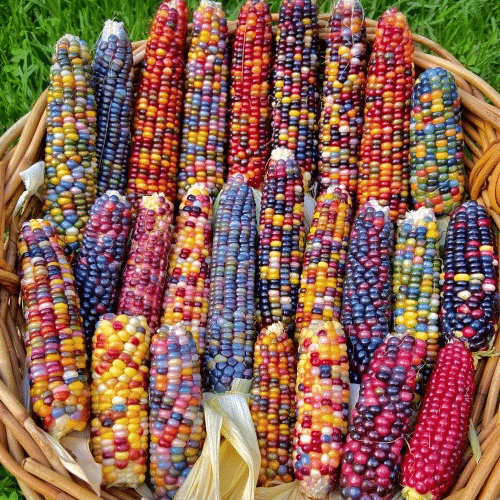 Glass Gem Sweet Corn Seeds 🌽