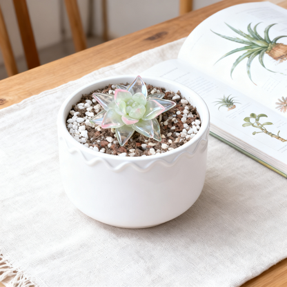 Rare Exotic Succulent Seeds – Limited Edition Collection