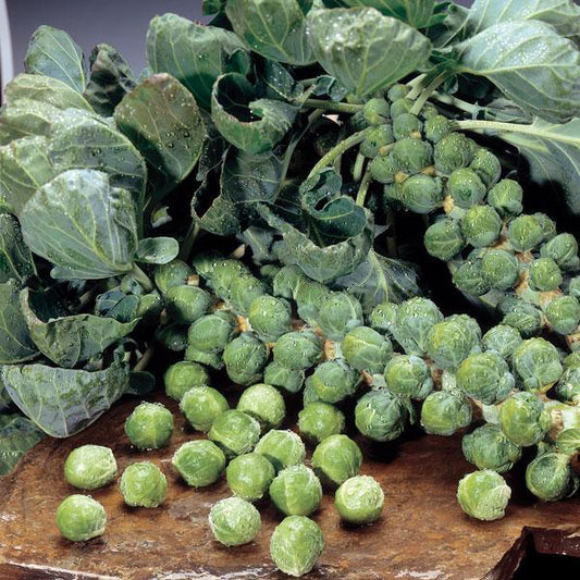 Brussels Sprouts Marte F1