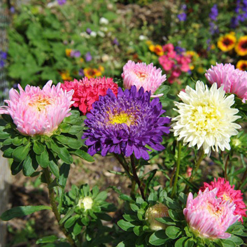 CANDY CHRYSANTHEMUM SEEDS