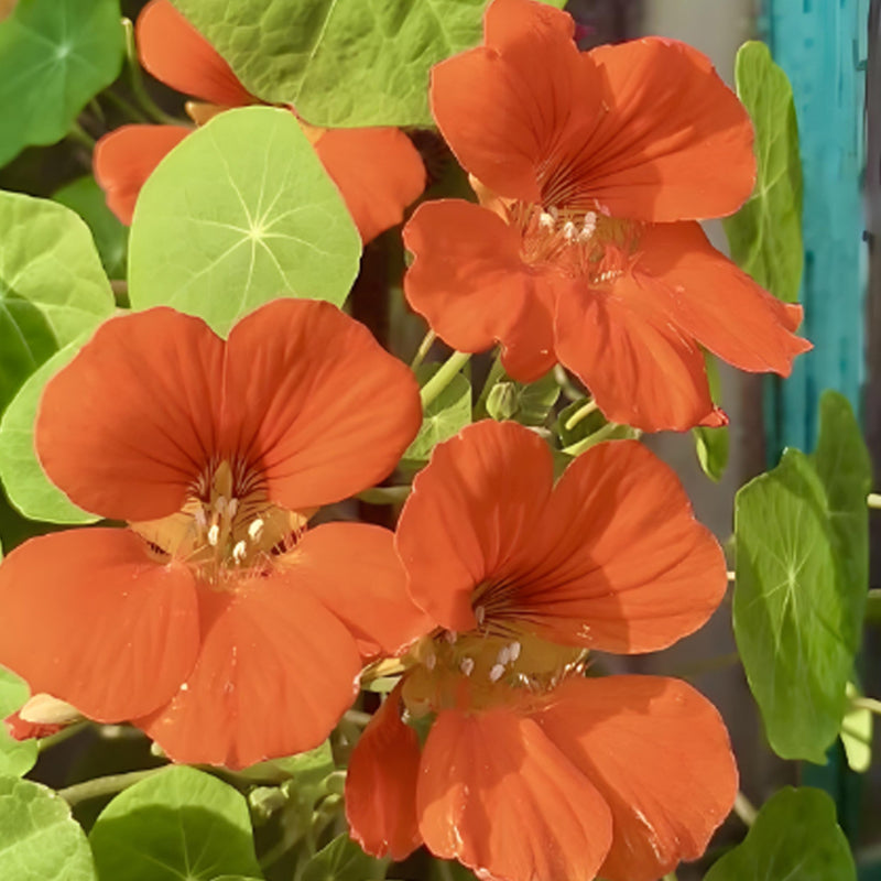 NASTURTIUM SEEDS