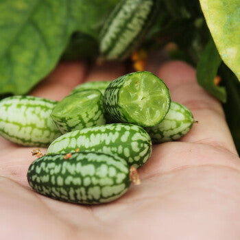 Thumb Watermelon Seeds 🍉
