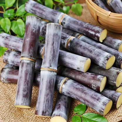 🌿🌱Winter Plantable – ✨High Germination Seeds (CP 72-2086) ✨ for Easy Home Gardens 🌿!