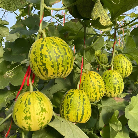 🍈BALI FRAGRANT MUSKMELON SEEDS - SUPER SWEET FRUIT SEEDS FOR SOWING IN ALL SEASONS✨
