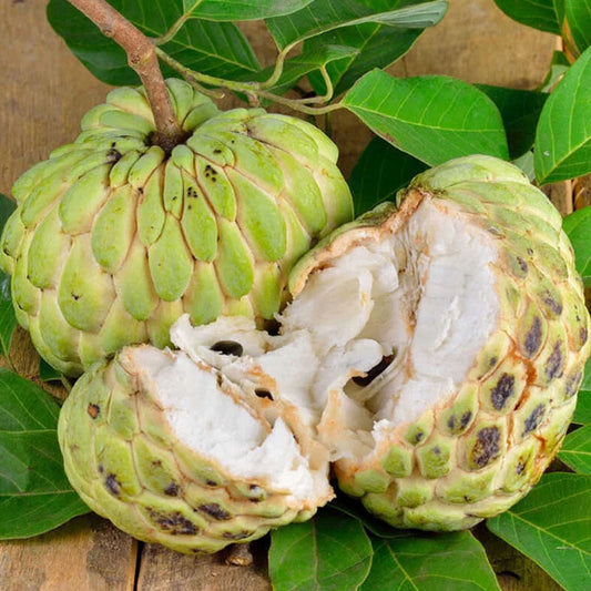SUGAR APPLE  SEEDS
