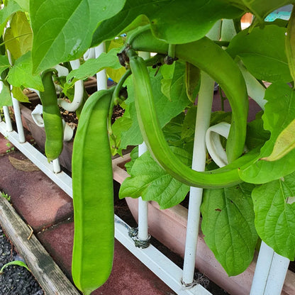 CANAVALIA ENSIFORMIS SEEDS