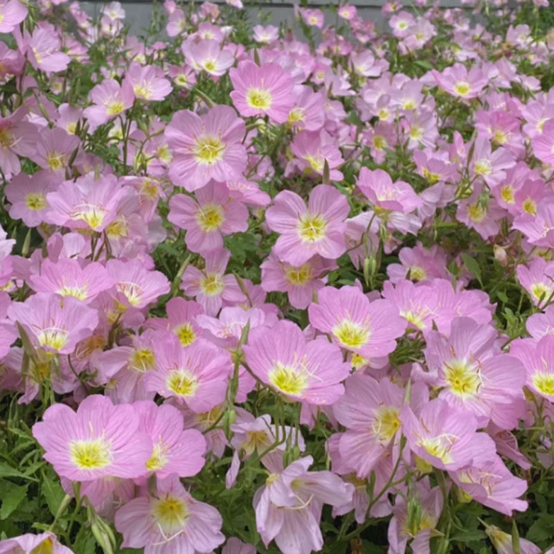 EVENING PRIMROSE SEEDS