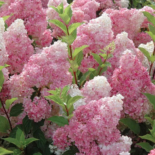 🌺PANICLE HYDRANGEA SEEDS