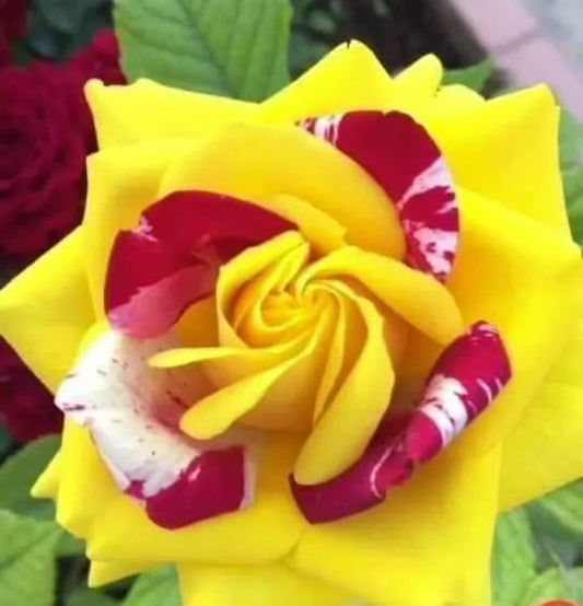 Red, Yellow, and White Variegated Rose Seeds