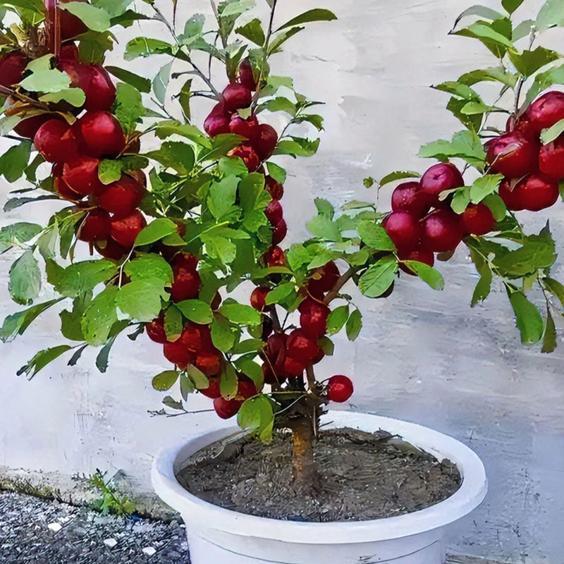 🍒DWARF CHERRY🌿PRUNUS HUMILIS SEEDS