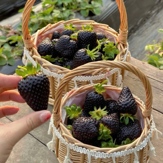 2025 Rare Varieties-Black Strawberry Seeds 🧡