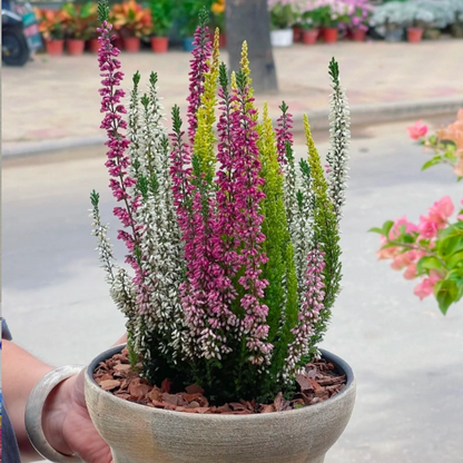 Calluna vulgaris / Scotch Heather seeds