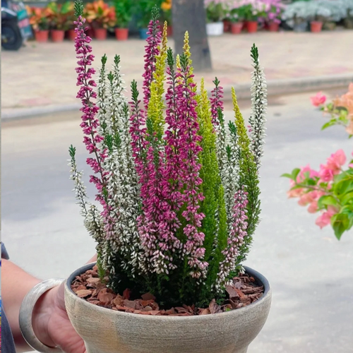 Calluna vulgaris / Scotch Heather seeds