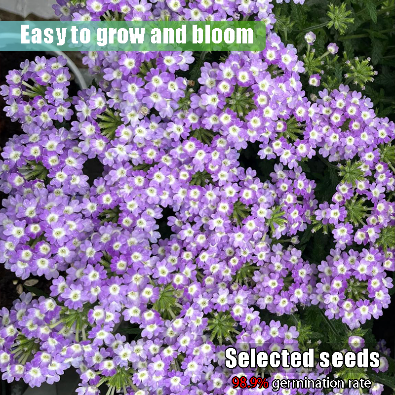Potted flower seeds-Verbena seeds Four seasons sowing landscape flower sea potted flowers