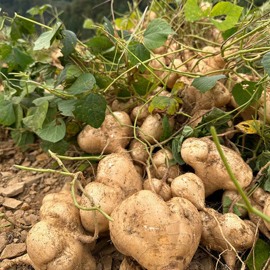 MUMA MOUNTAIN SWEET POTATO SEEDS