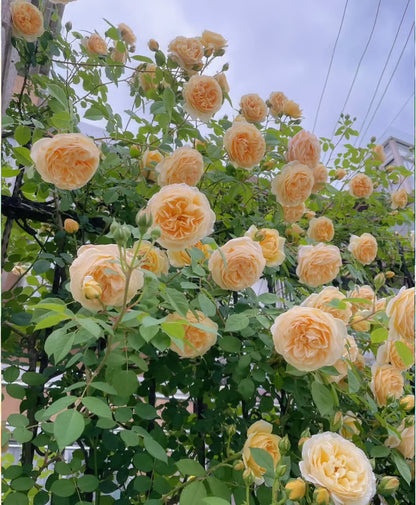 🔥Climbing Rose Seeds🌺