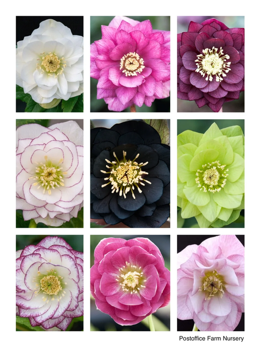 Black Swan Hellebore Collection-Christmas rose