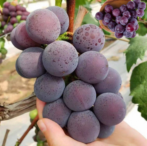 Hot Sale-Ping🎆Pong Grape Seeds🍇