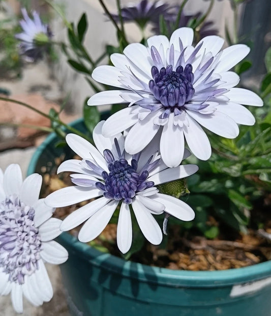 Blue-Eyed Daisy seeds