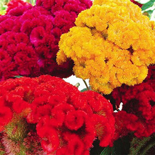 100pcs DWARF CORAL GARDEN MIX COCKSCOMB🌿CELOSIA CRISTATA