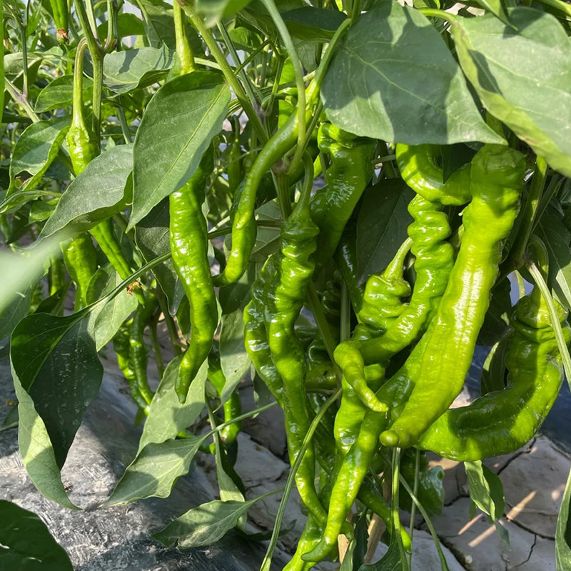 SPIRAL CHILI SEEDS