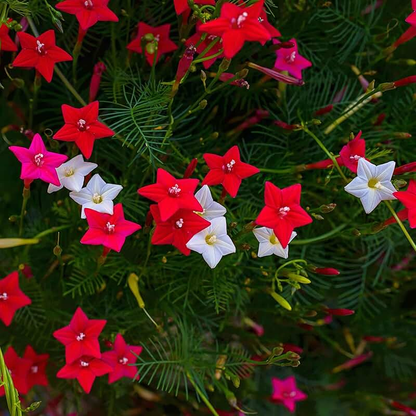 🌼 Cypress Vine-Climbing Vine Seeds