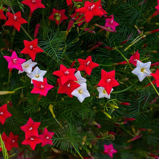 🌼 Cypress Vine-Climbing Vine Seeds