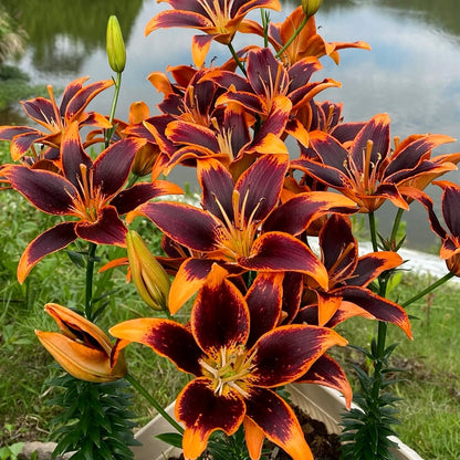 🌸Rare Lilies seeds