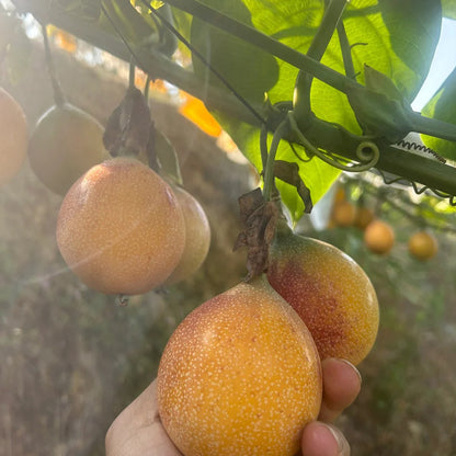 COLOMBIAN PASSION FRUIT SEEDS