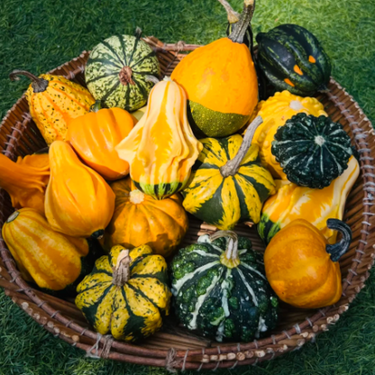 🎃 Mexican Gourd Pumpkin Seeds – Nature’s One-of-a-Kind Art!